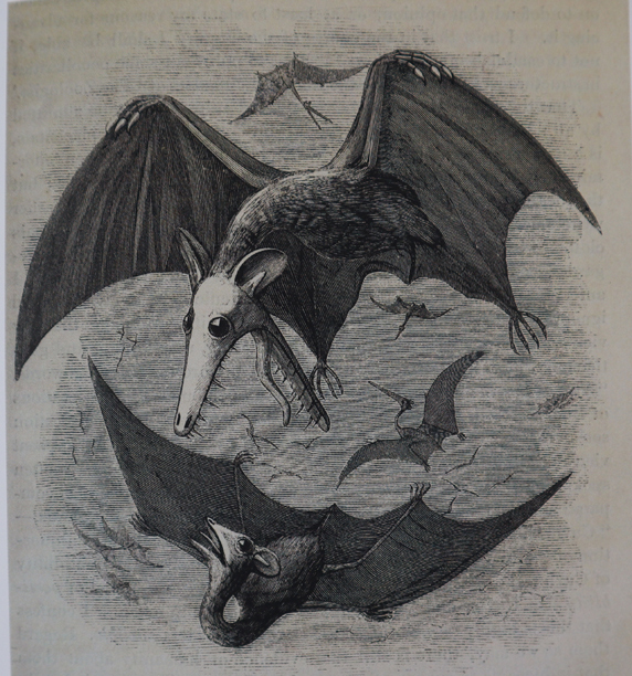 An early illustration of pterosaurs.