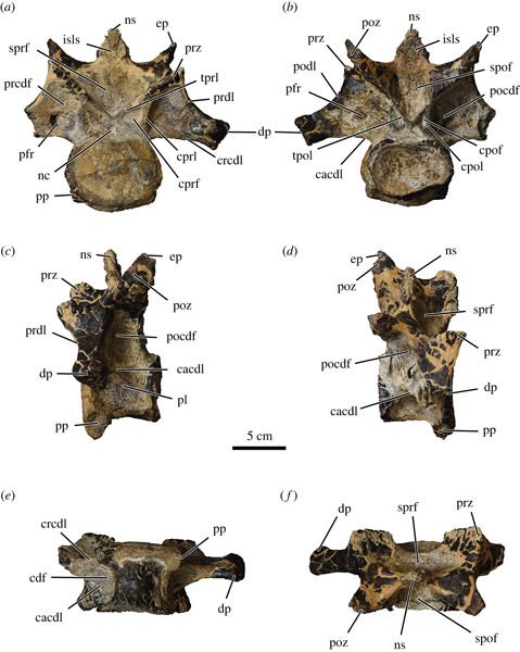 Neck bone of an abelisaurid (Bahariya Formation)