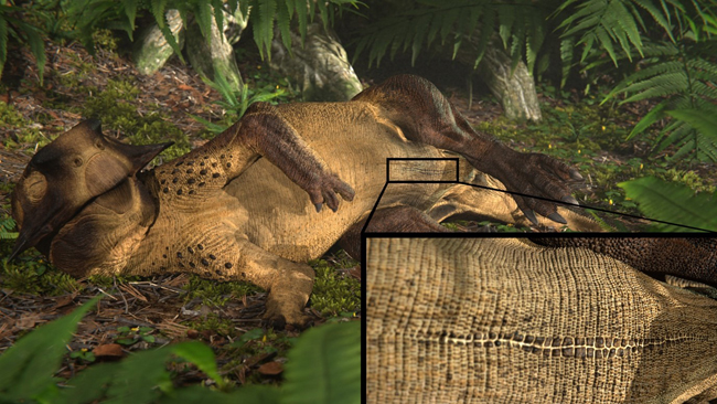 Psittacosaurus had a belly button