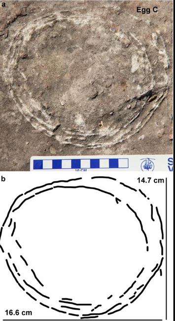Ovum-in-ovo fossilised titanosaur egg