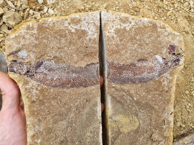 A fossil fish (slab and counter slab)