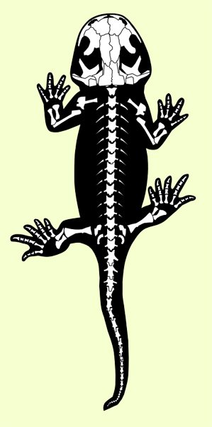A skeletal reconstruction of the stem salamander Marmorerpeton wakei.