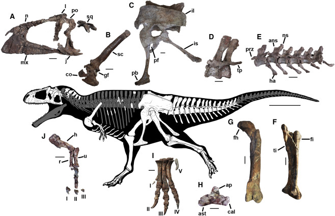 Meraxes gigas fossil bones and skeleton.