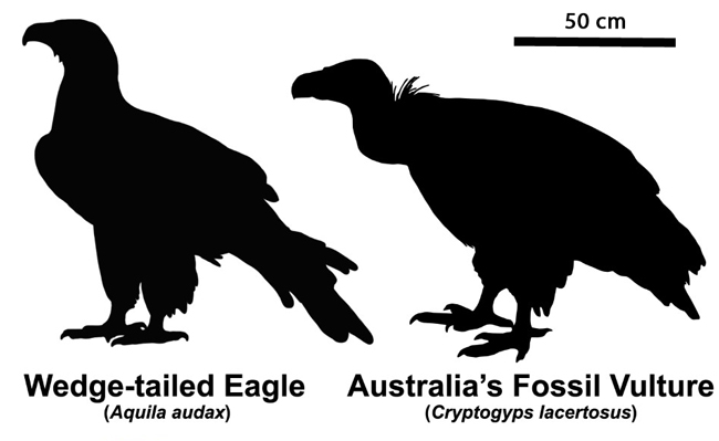 Vulture Cryptogyps compared to Aquila audax.