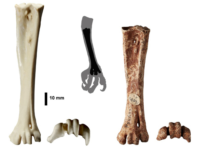 Eagle lower leg bone compared to fossil vulture.