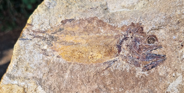 Early Jurassic Fossil Fish