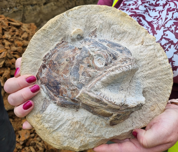 Fossil fish skull