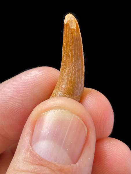A plesiosaur tooth