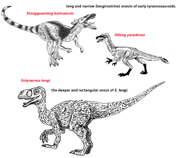 Longirostry in Early Members of the Superfamily Tyrannosauroidea