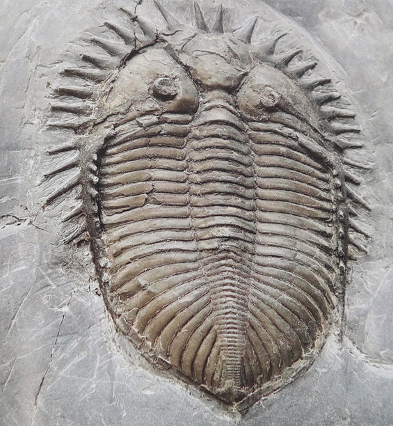 Senticucullus elegans fossil.