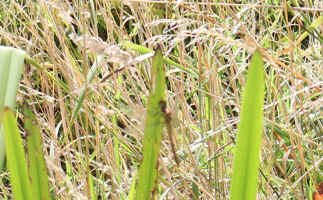 A view of the dragonfly spotted in the grassland