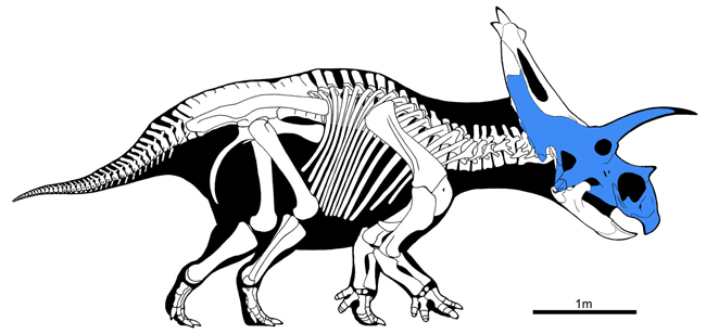 Bisticeratops skeletal drawing