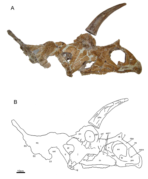 Bisticeratops skull with illustrative line drawing.