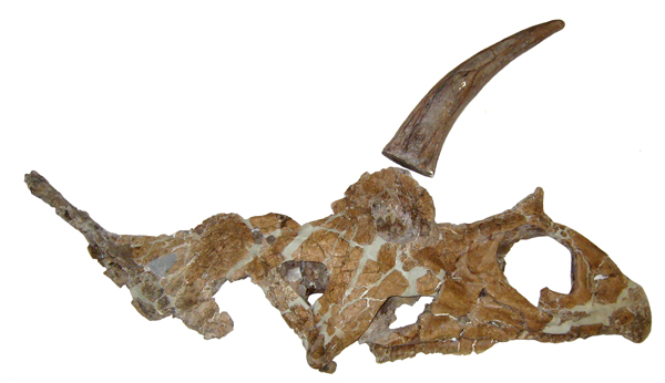 Holotype skull of Bisticeratops froeseorum