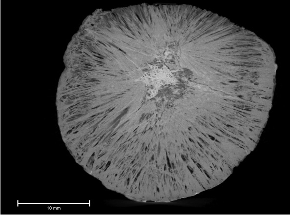CT scan proves that "seeds" are inorganic mineral concretions.