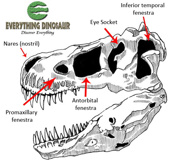 T. rex skull labelled.