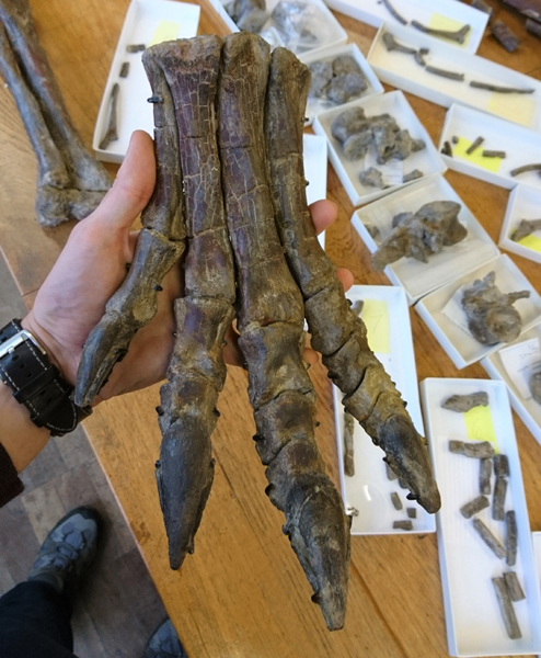 Tenontosaurus Foot (Dr Dean Lomax)