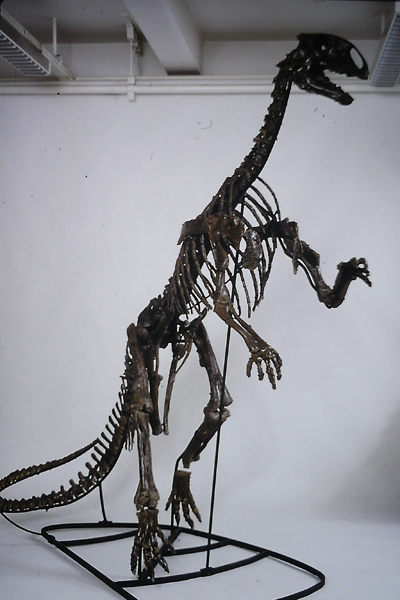 April the Tenontosaurus Mounted Exhibit