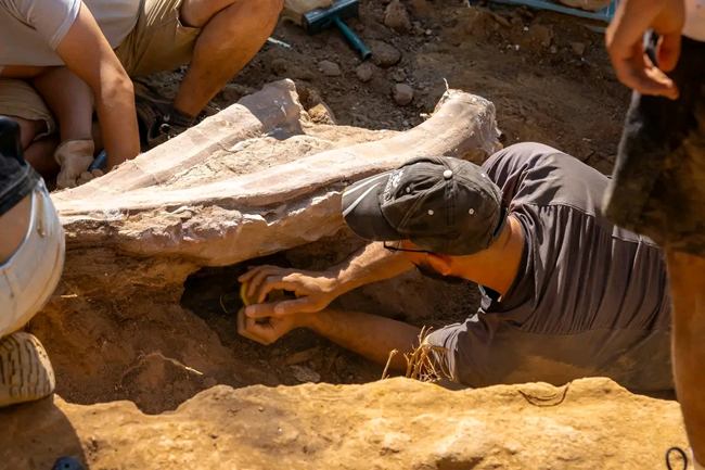 Carefully removing matrix surrounding the sauropod bones.