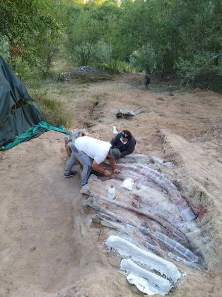 Field team members working to expose the ribs.