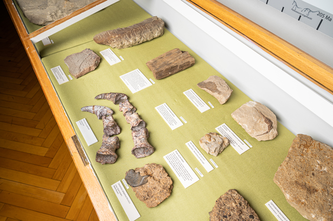 Tuebingosaurus fossils in display cabinet.