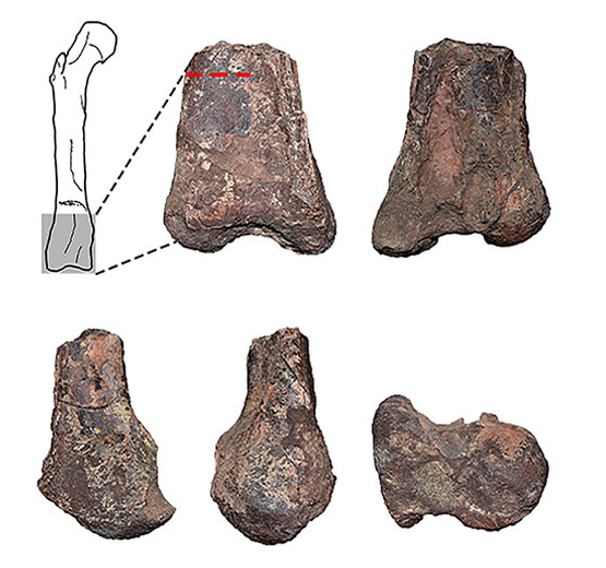 Views of the distal portion of the right femur of Elemgasem.