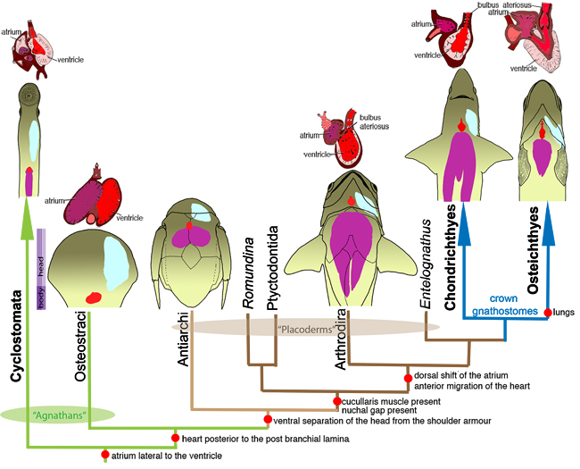 A cladogram depicting the evolution of the heart in early vertebrates.