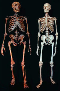 Neanderthal skeleton compared to modern human skeleton