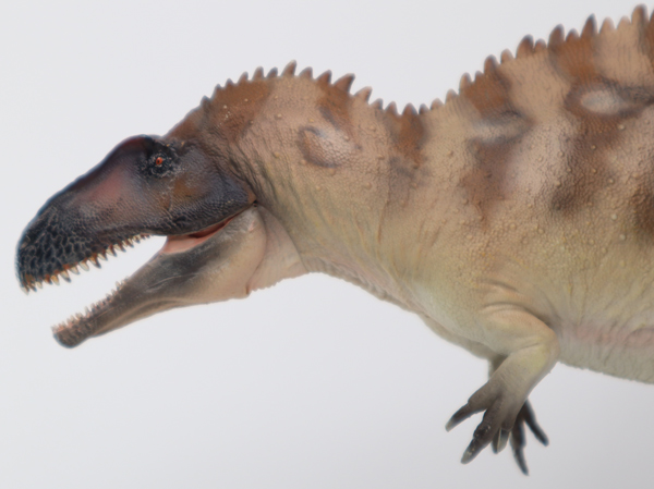 A close-up view of the head of the PNSO Acrocanthosaurus model.