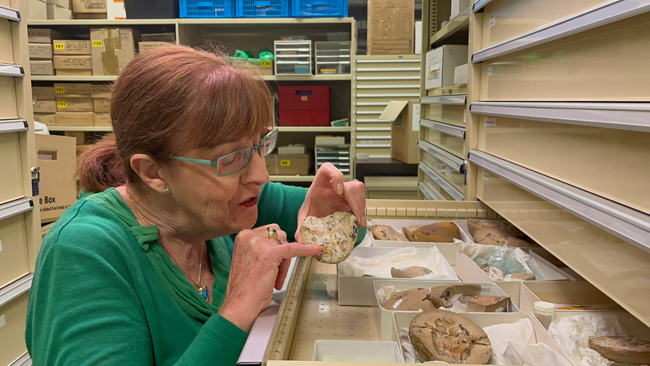 Professor Kate Trinajstic inspects the ancient fossils at the Western Australia Museum.