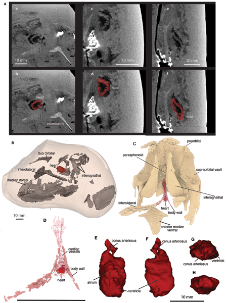 CT scans and interpretive models showing the heart of the placoderm Compagopiscis.