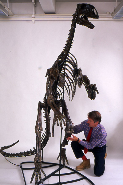 Tenonotosaurus skeleton made ready for exhibition.