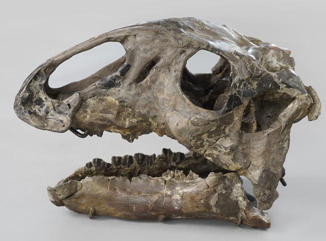 The restored skull of "April" the Tenontosaurus