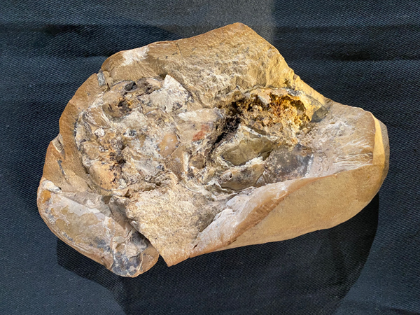The Gogo fish fossil where the 380-million-year-old, 3-D preserved heart was discovered by the research team.