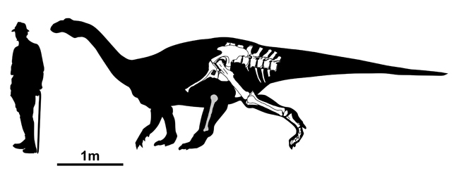 Tuebingosaurus fossils and scale drawing.