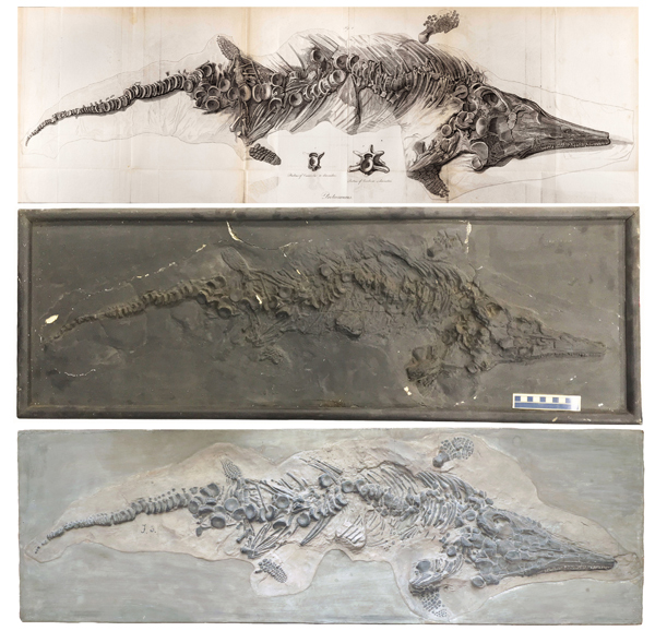 Original illustration and pictures of the marine reptile casts.