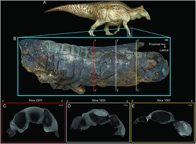 Edmontosaurus "Dakota" right manus preservation pathway