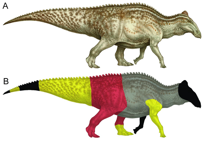 Edmontosaurus "Dakota" Skin Preservation