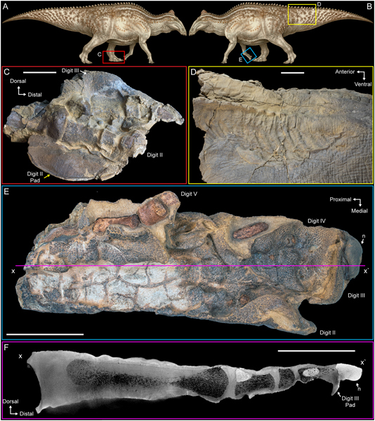 Evidence of desiccation of the Edmontosaurus fossil