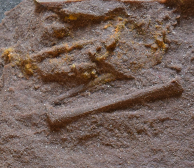 Scleromochlus fossil casts (close view)