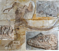 New Dromaeosaurid Species with Preserved Intestinal Tract