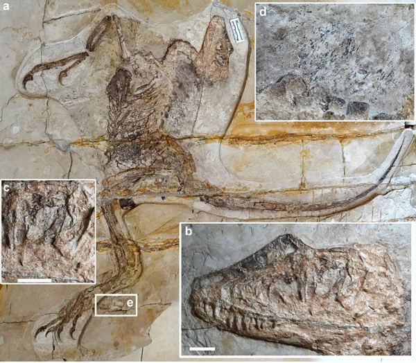 Daurlong wangi holotype fossil