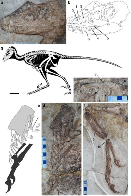 Daurlong wangi fossils and skeletal drawings