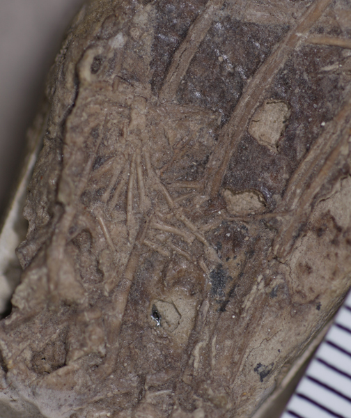 Mammal pes found in association with Microraptor fossil.