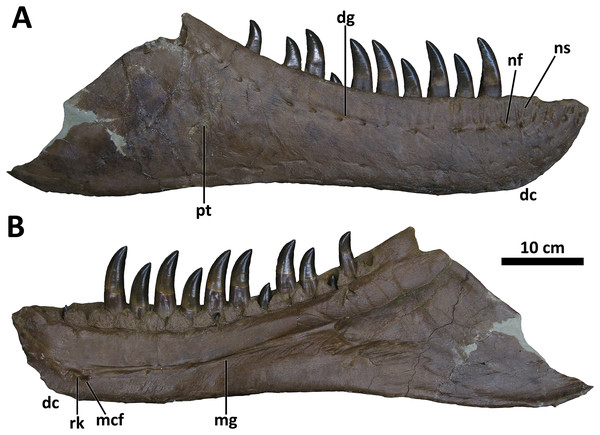 Daspletosaurus wilsoni dentary.