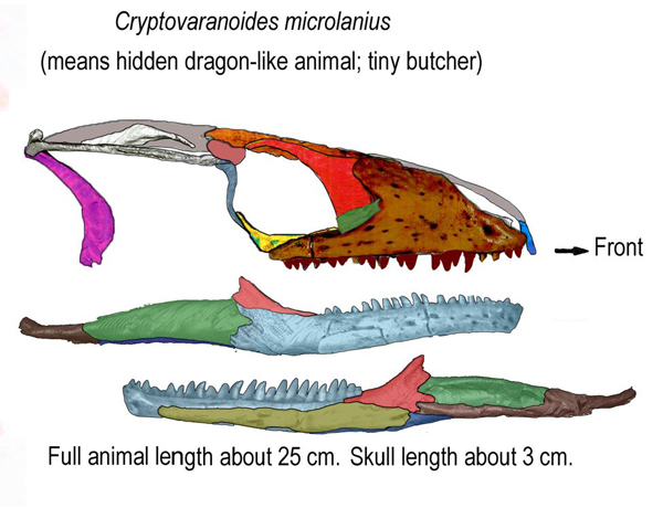 Cryptovaranoides skull and jaws