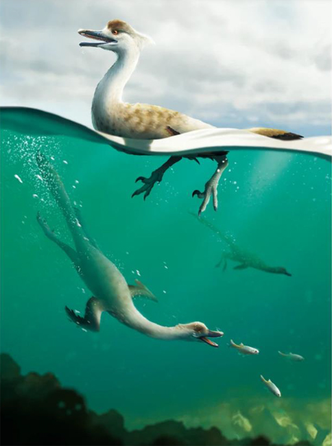 Natavenator a semi-aquatic dinosaur