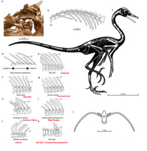 Natovenator A Semi-aquatic Dinosaur