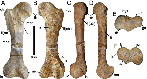 Dwarf nodosaurid Patagopelta (views of the femur).