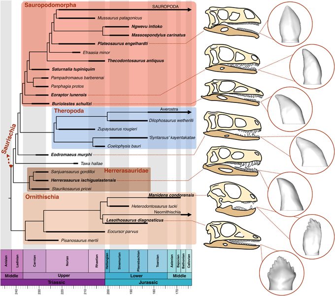 Tooth morphology yields data on dinosaur diet.